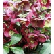 CIEMIERNIK Pretty Ellen Red - sadzonki 10 / 15 cm
